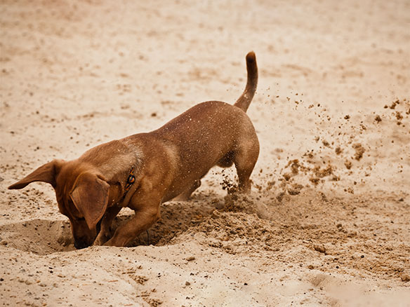 brown dachshund dog digging in the sand